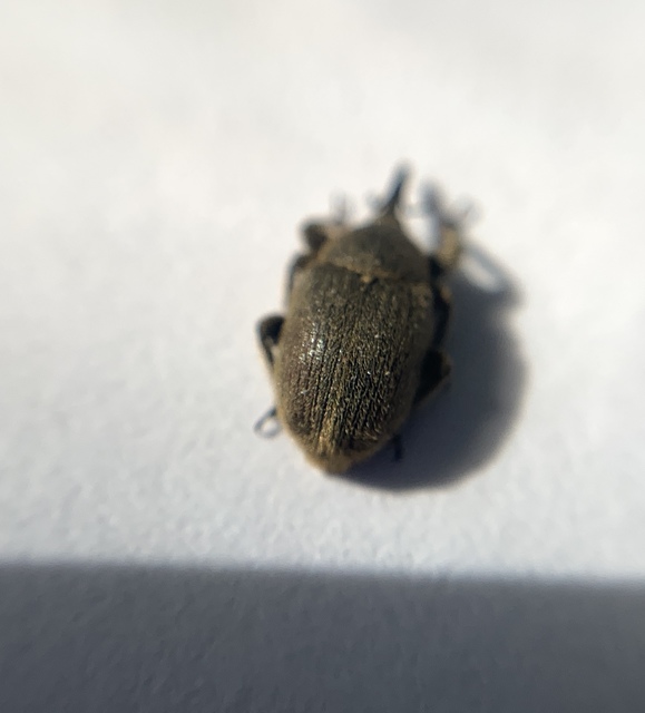 Rhinusa asellus - szőrcsillagos ökörfarkkóró-ormányos