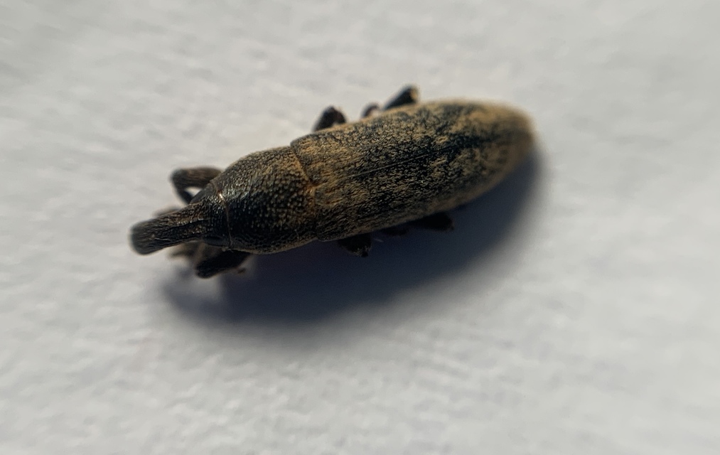 Lixus brevipes - vaskosorrú dudvabarkó