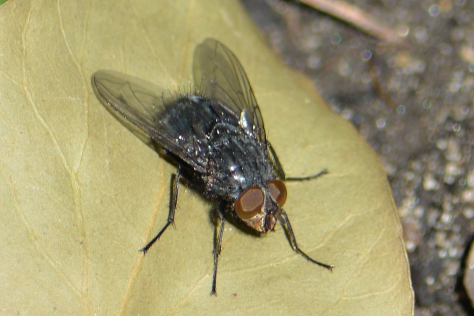 Calliphora