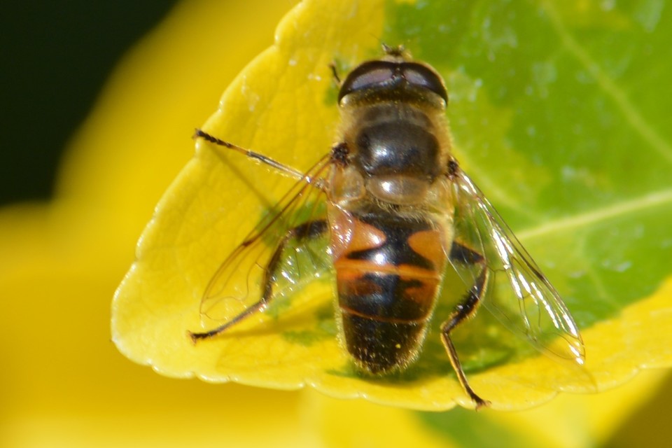 Eristalis tenax - közönséges herelégy