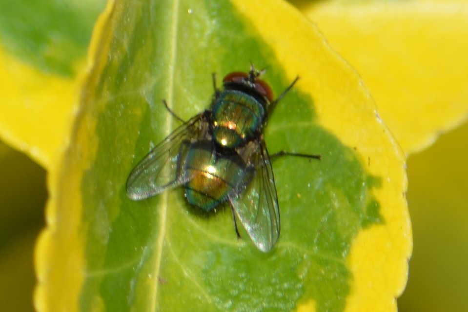 Lucilia