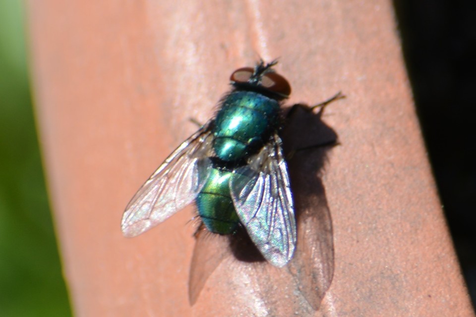 Lucilia