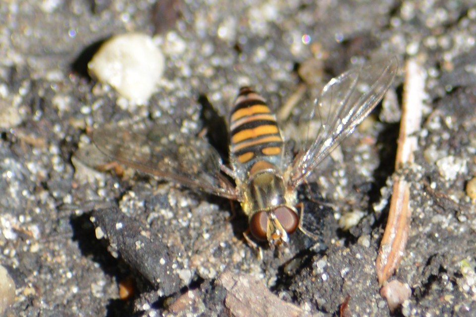 Episyrphus balteatus - ékfoltos zengőlégy
