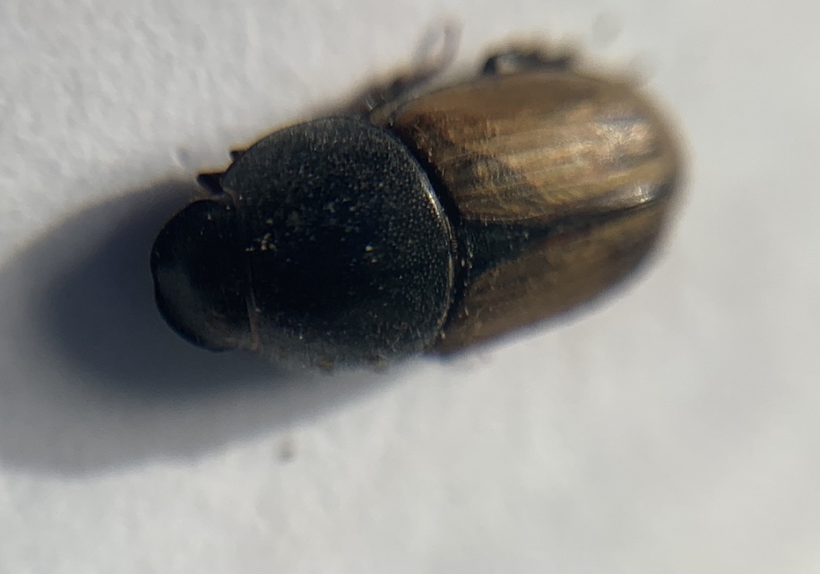 Aphodius erraticus - barnáshátú trágyabogár