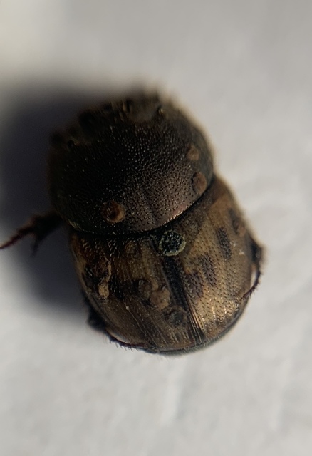 Onthophagus lemur - szalagos trágyatúró