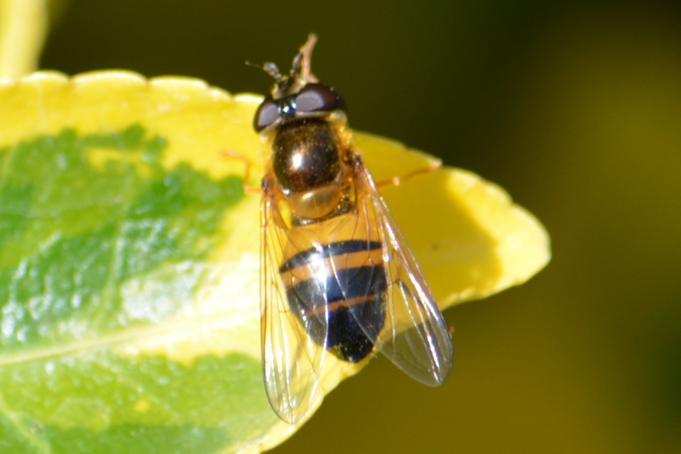 Epistrophe eligans - változékony rétizengőlégy