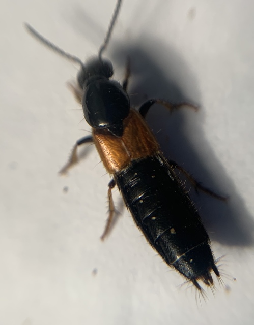 Philonthus spinipes - töviseslábú ganajholyva