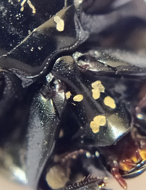 Margarinotus brunneus