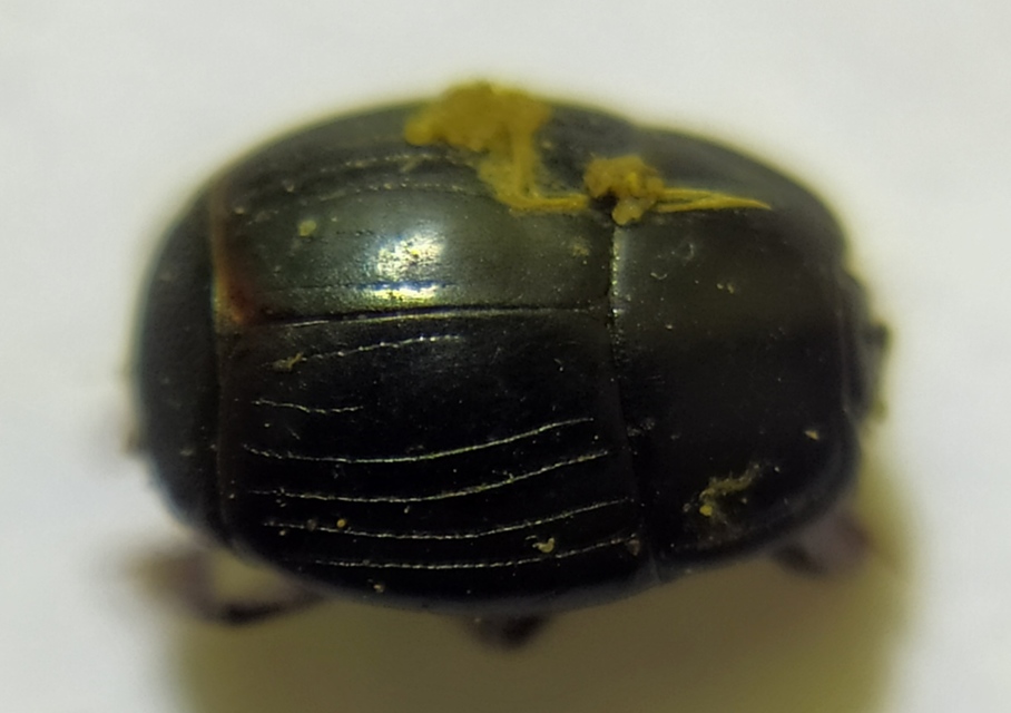 Atholus corvinus - hollófekete sutabogár