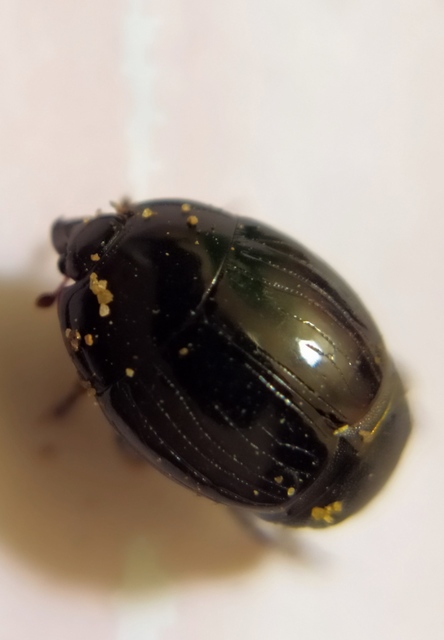 Margarinotus carbonarius