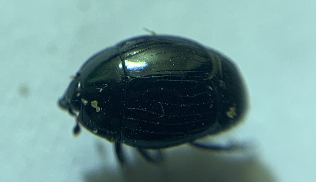 Margarinotus carbonarius