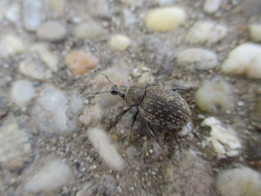 Otiorhynchus ligustici - vincellér-gyalogormányos
