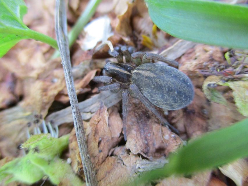 Trochosa