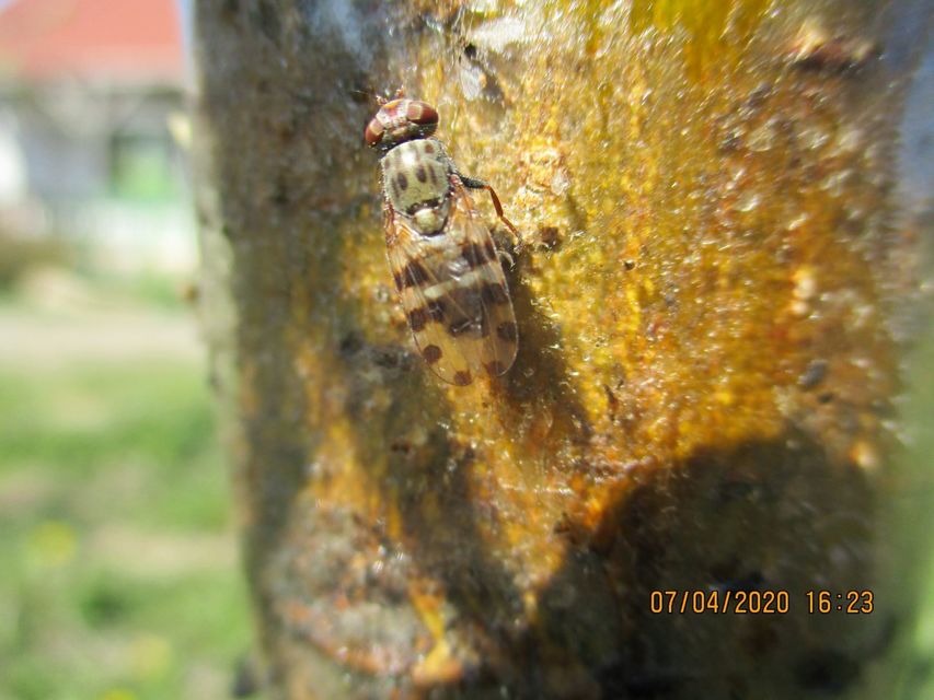 Ulidiidae - foltosszárnyú legyek