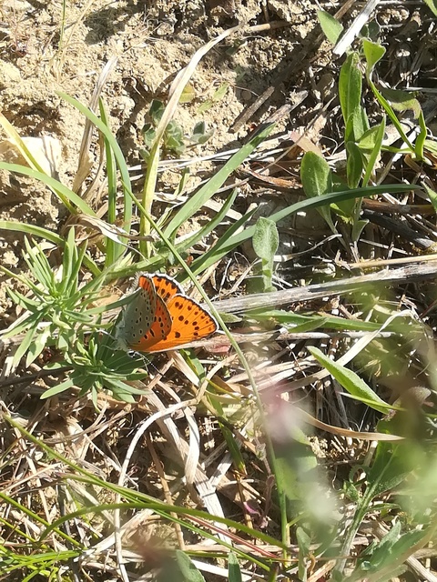 Lycaena thersamon - kis tűzlepke