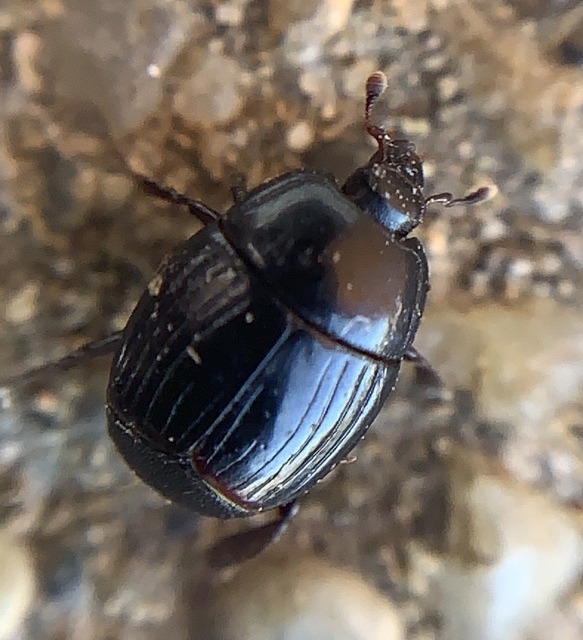 Atholus corvinus - hollófekete sutabogár