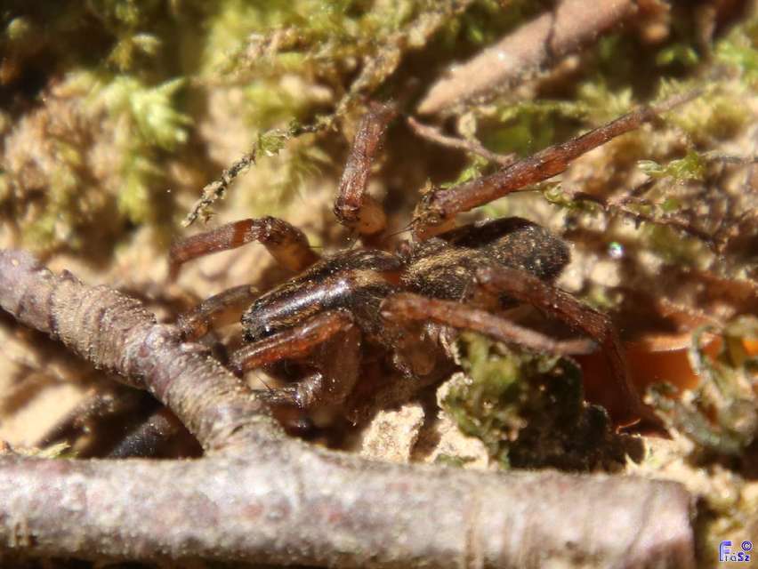 Trochosa