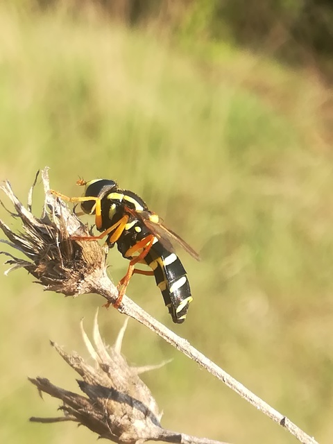 Xanthogramma citrofasciatum - korai oldalsávoslégy