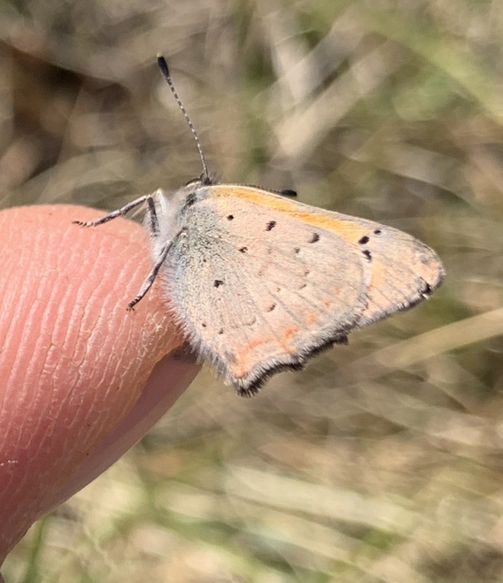 Lycaena phlaeas - közönséges tűzlepke