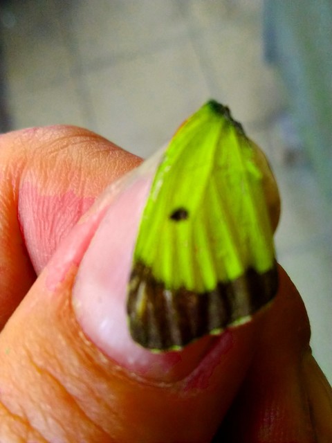 Colias erate - csángó-kéneslepke