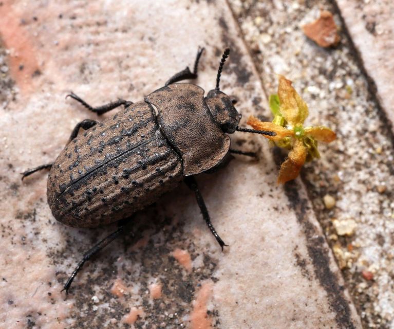 Opatrum sabulosum - sároshátú gyászbogár