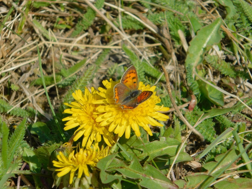 Lycaena phlaeas - közönséges tűzlepke
