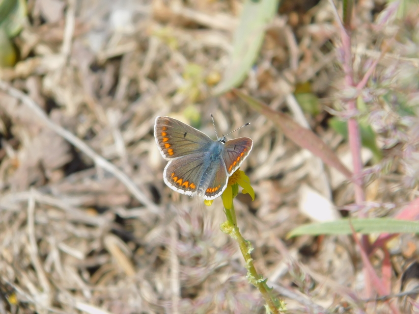 Aricia agestis - szerecsenboglárka