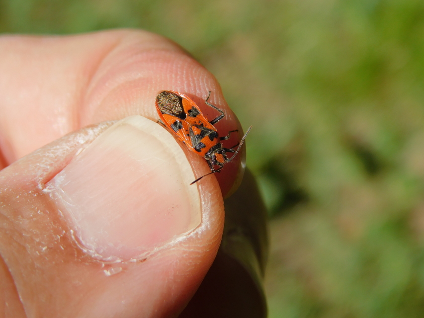 Corizus hyoscyami - piros karimáspoloska