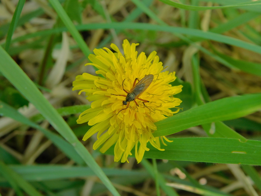 Empididae - táncoslegyek