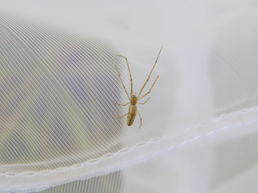 Tetragnatha