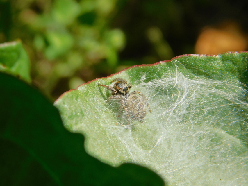 Carrhotus xanthogramma - rozsdás ugrópók