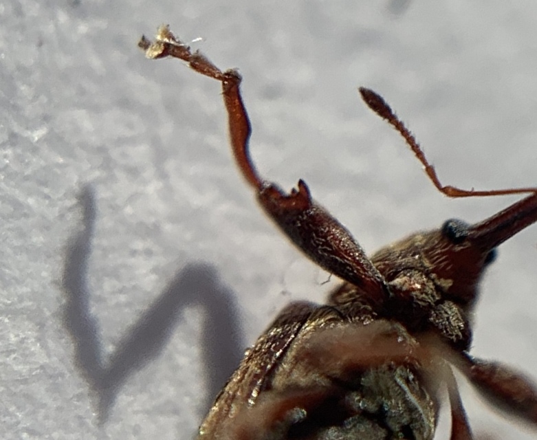 Anthonomus rectirostris - meggymaglikasztó Anthonomus rectirostris - meggymaglikasztó