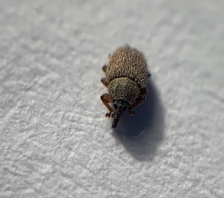 Mecinus ictericus - bundás útifűormányos