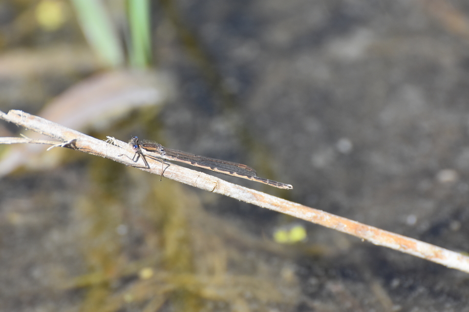 Sympecma fusca - téli rablószitakötő