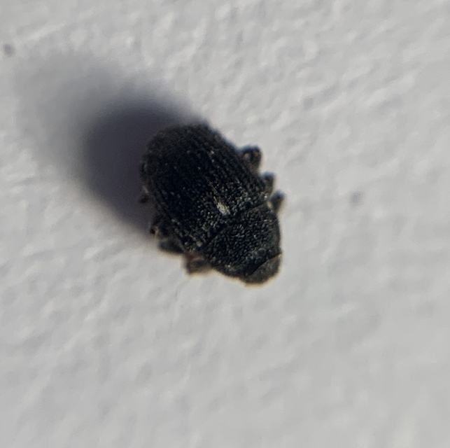 Glocianus pilosellus - szőrös gömbdedormányos