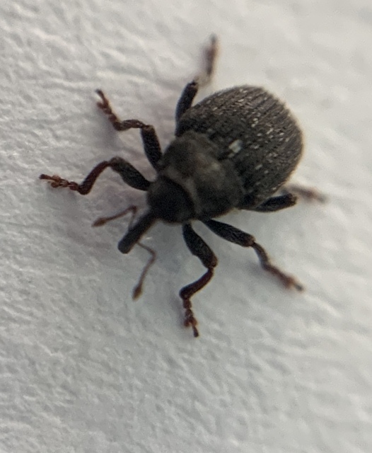Glocianus pilosellus - szőrös gömbdedormányos