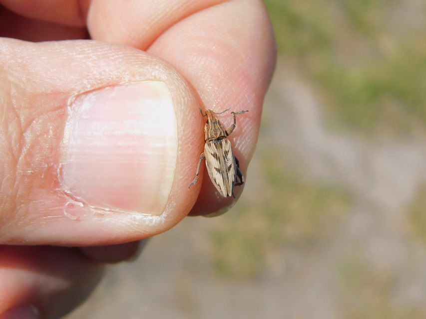Coniocleonus nigrosuturatus - nyíljegyes barkó