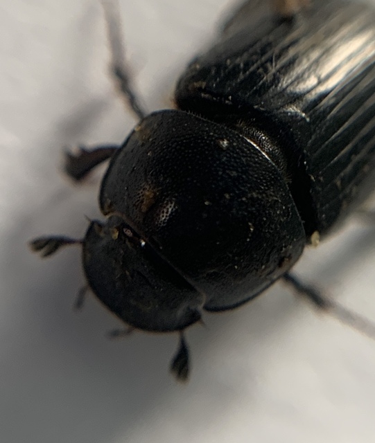 Aphodius luridus - tarka trágyabogár