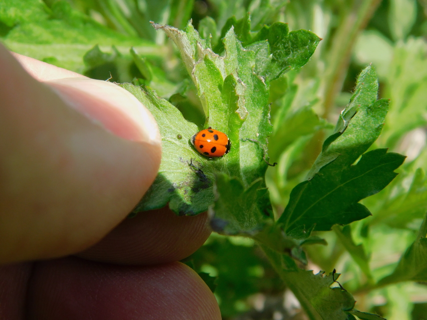 Hippodamia variegata - tizenhárompettyes katica