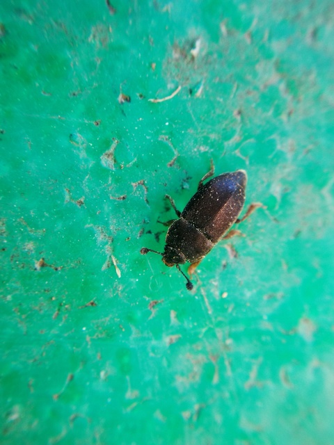Nitidula rufipes - vöröslábú dögészfénybogár