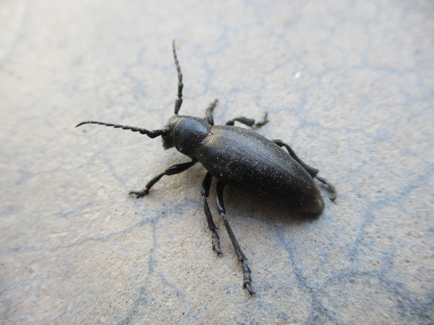 Dorcadion aethiops - fekete gyalogcincér