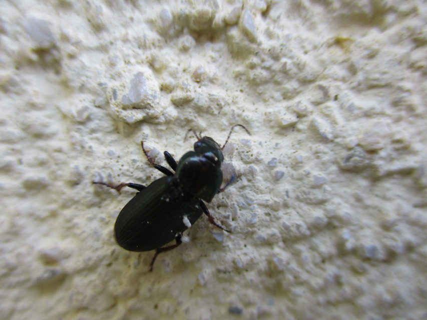 Harpalus distinguendus - mezei lomhafutó