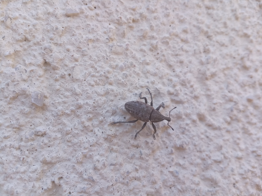 Lepyrus capucinus - pettyes fűzormányos