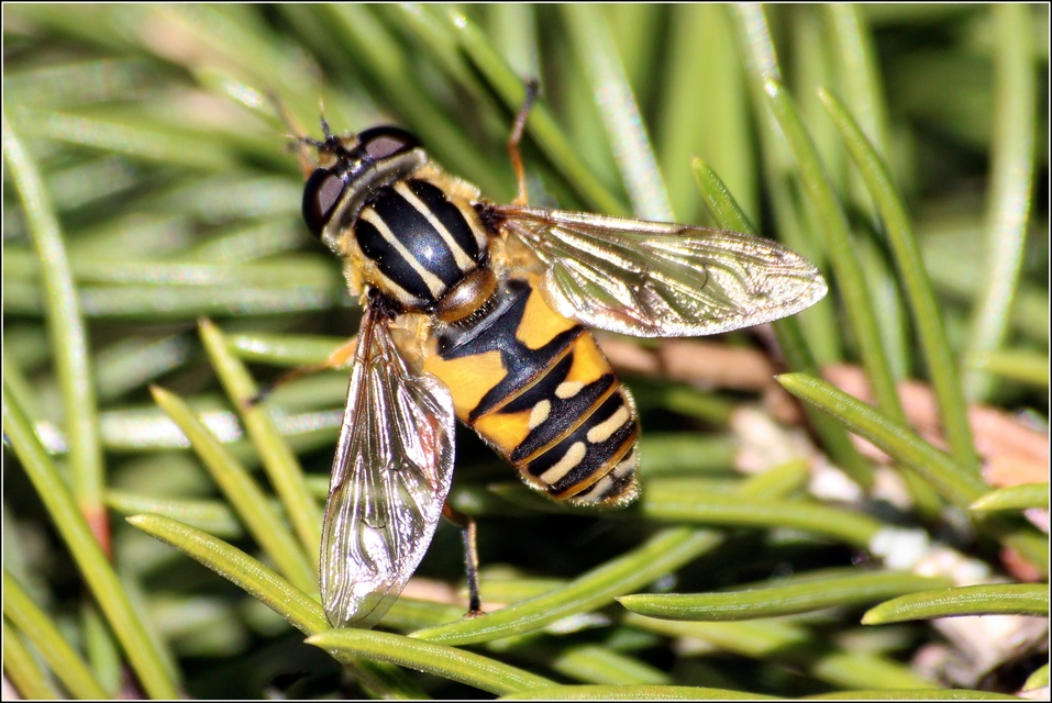 Helophilus pendulus - közönséges mocsárilégy