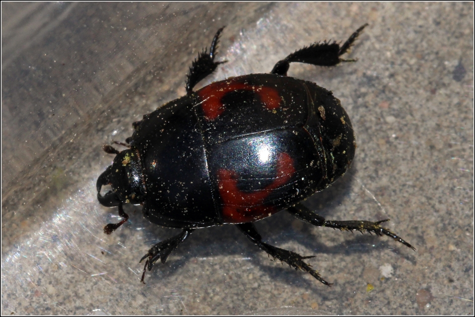 Hister quadrimaculatus - közönséges sutabogár