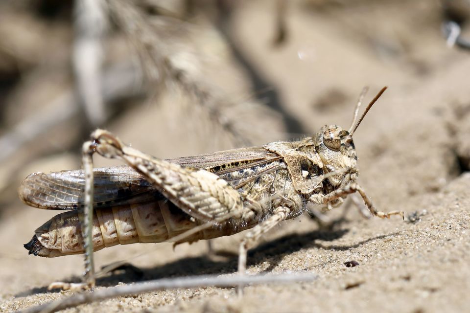 Acrotylus insubricus - önbeásósáska