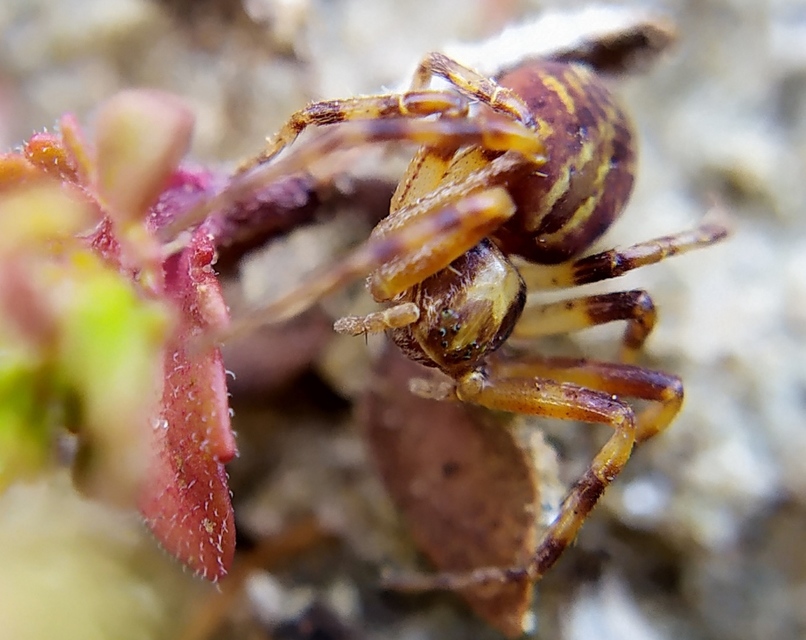 Philodromus buchari
