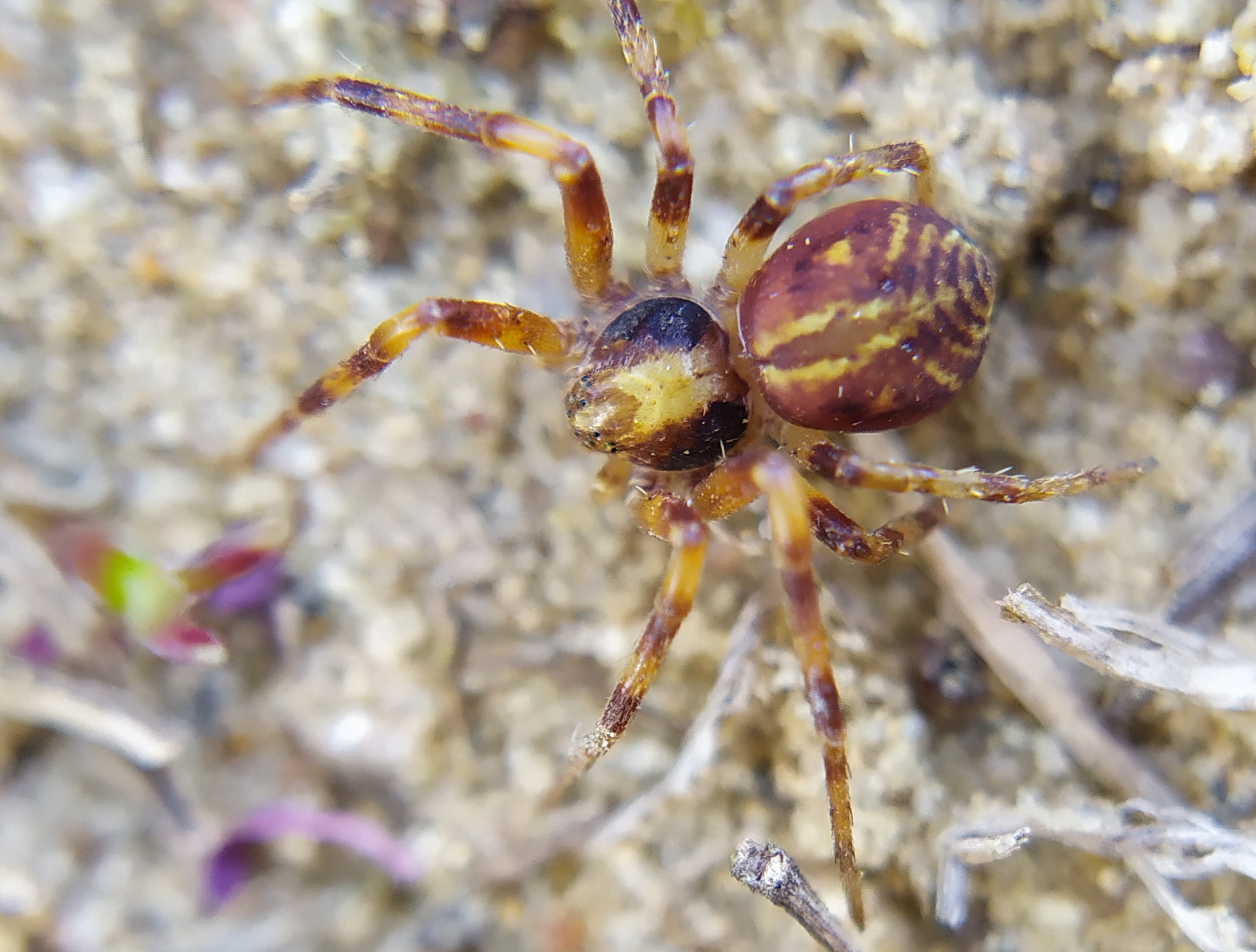 Philodromus buchari