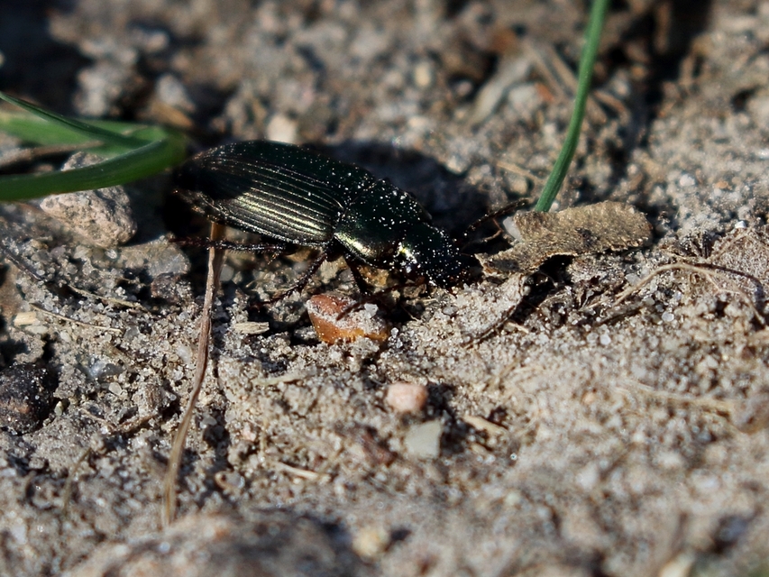 Harpalus distinguendus - mezei lomhafutó