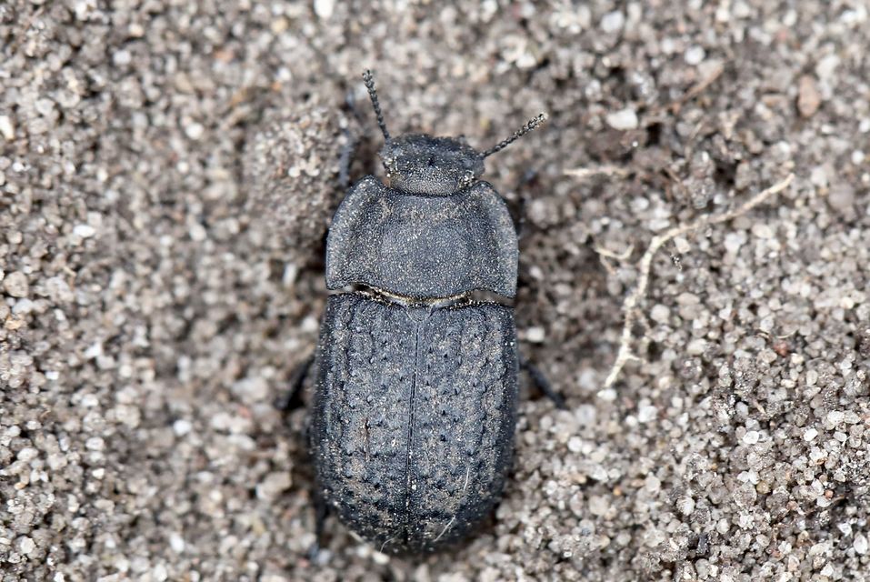 Opatrum sabulosum - sároshátú gyászbogár